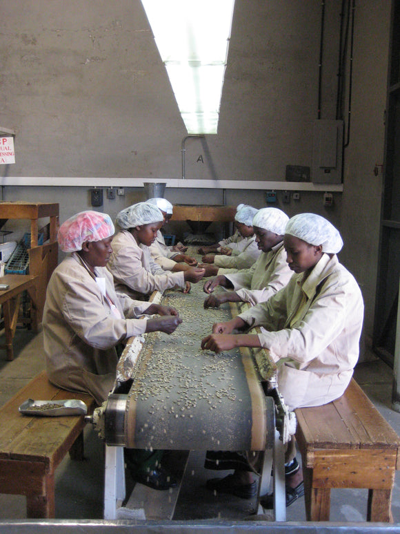 Green Coffee Skills Foundations September 29, 2025